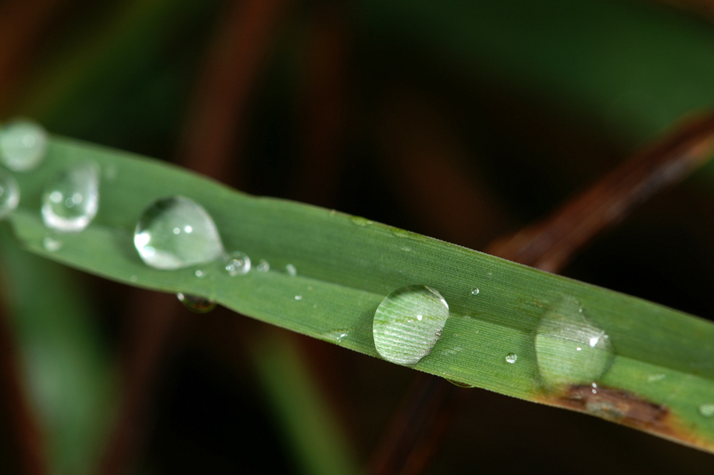 nature-photography-waterdrops
